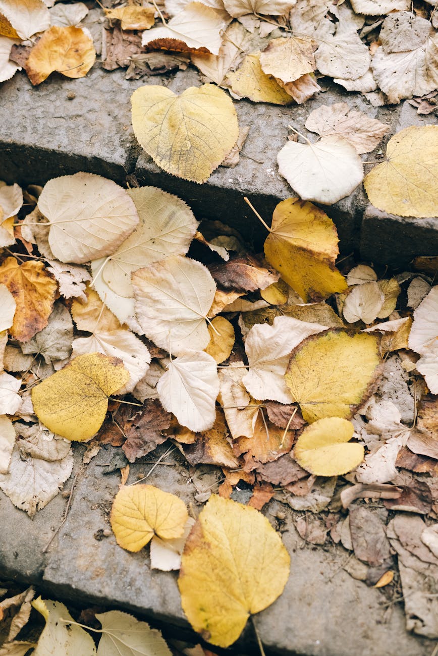 yellow leaves on gray concrete floor
