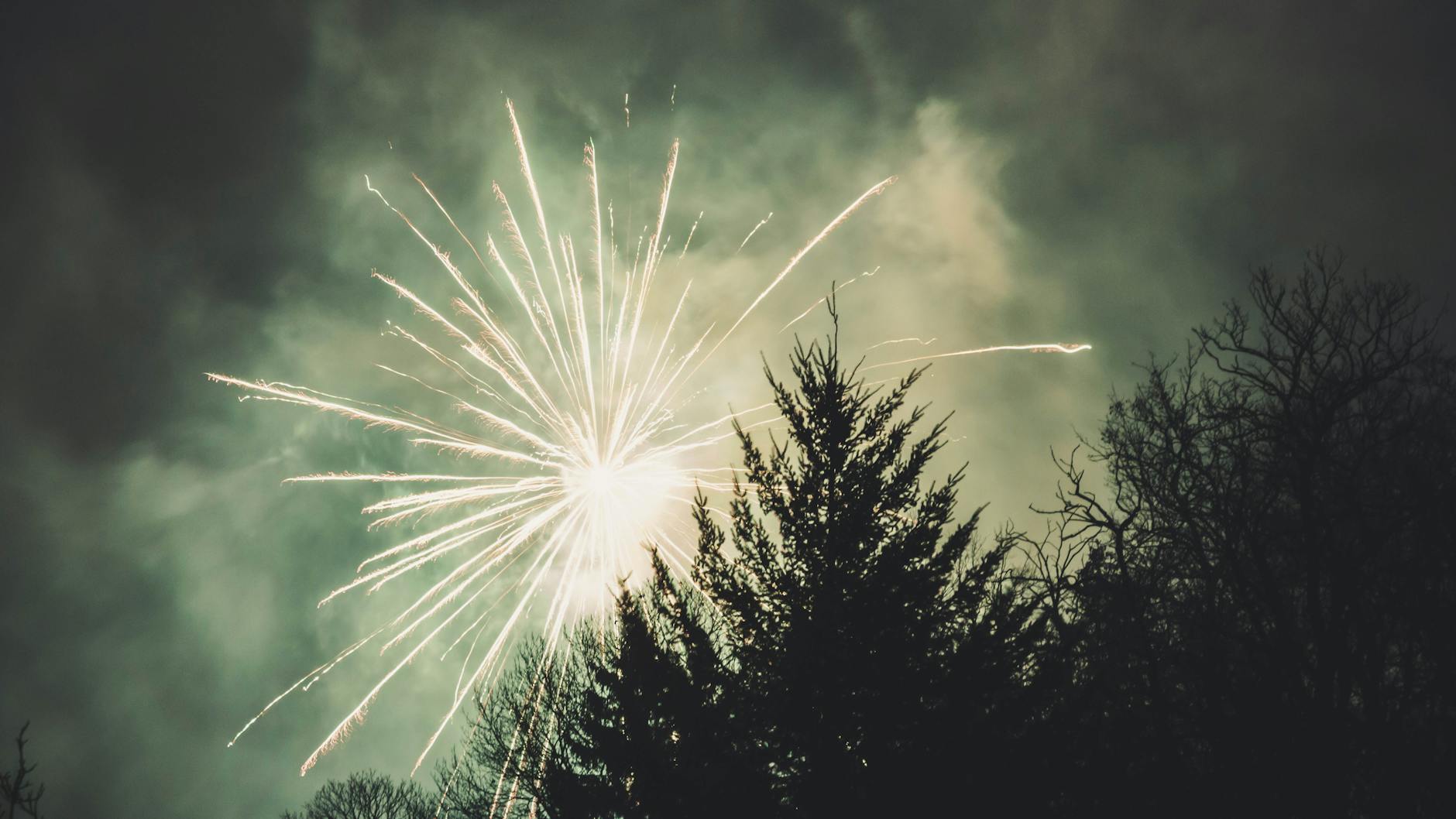 fireworks display above trees